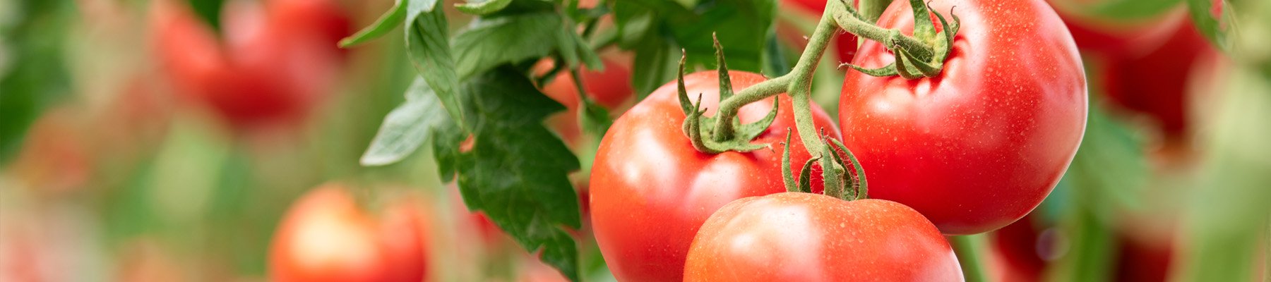 Close-up of ripe red tomatoes growing on the vine, surrounded by green leaves in a sunlit garden.