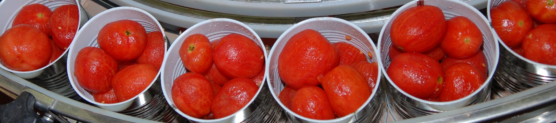 Freshly peeled tomatoes being processed and packed into cans at a food production facility.