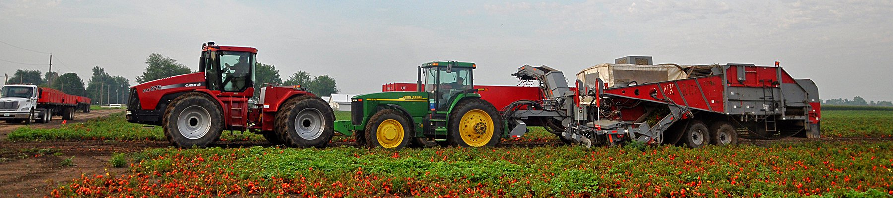 Large-scale tomato harvesting operation with tractors and automated harvesting equipment working in a field.