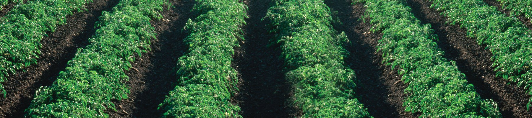 Vibrant tomato crops flourishing in rich soil under natural sunlight.